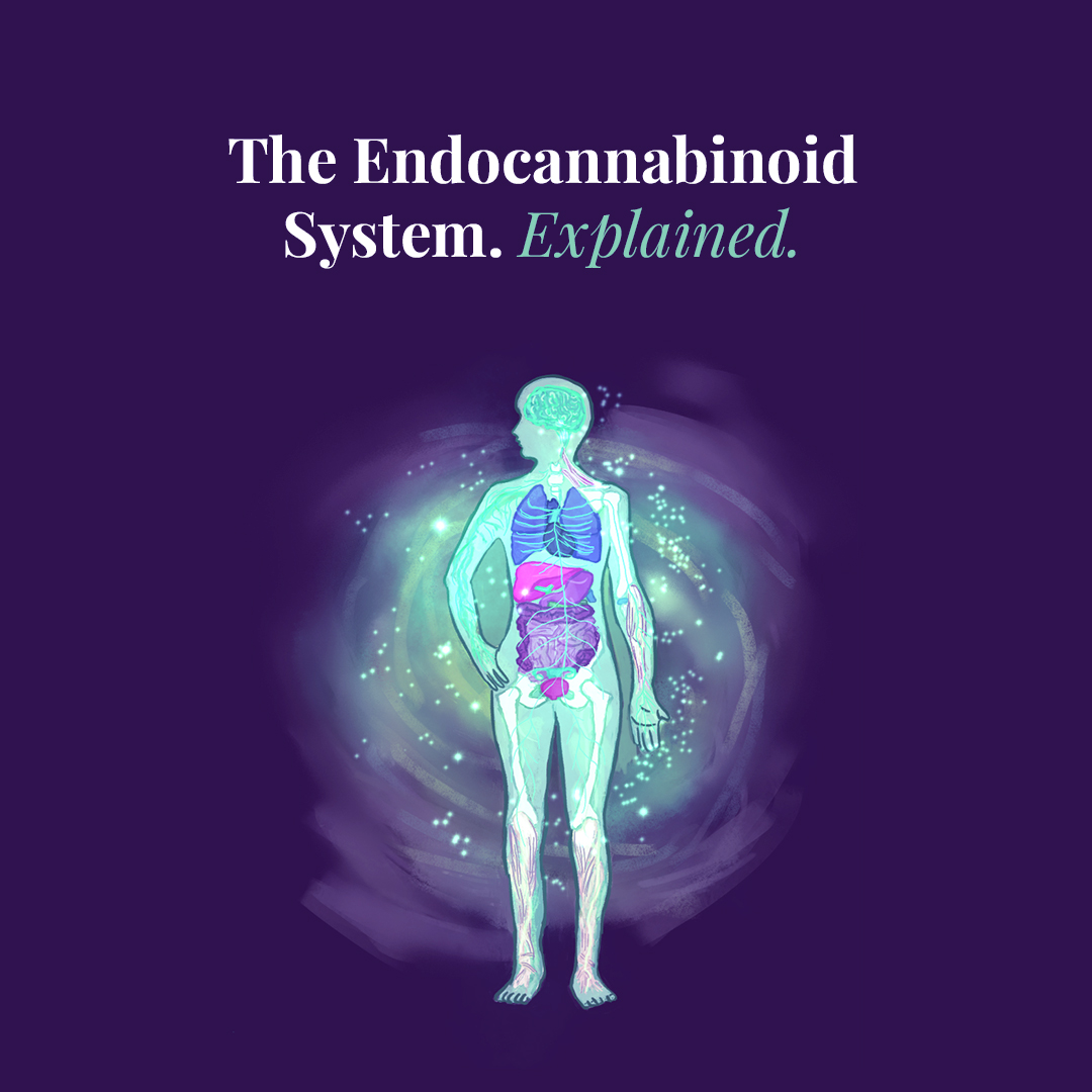 Illustration of the human endocannabinoid system with receptors throughout the body
