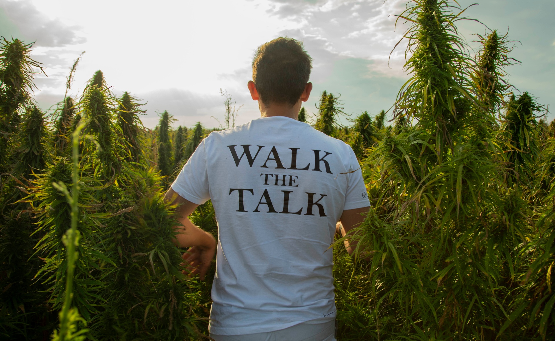 Person walking through a sunlit organic hemp field wearing a shirt that reads Walk the Talk